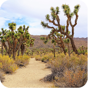 Up a Tree Without A Sloth